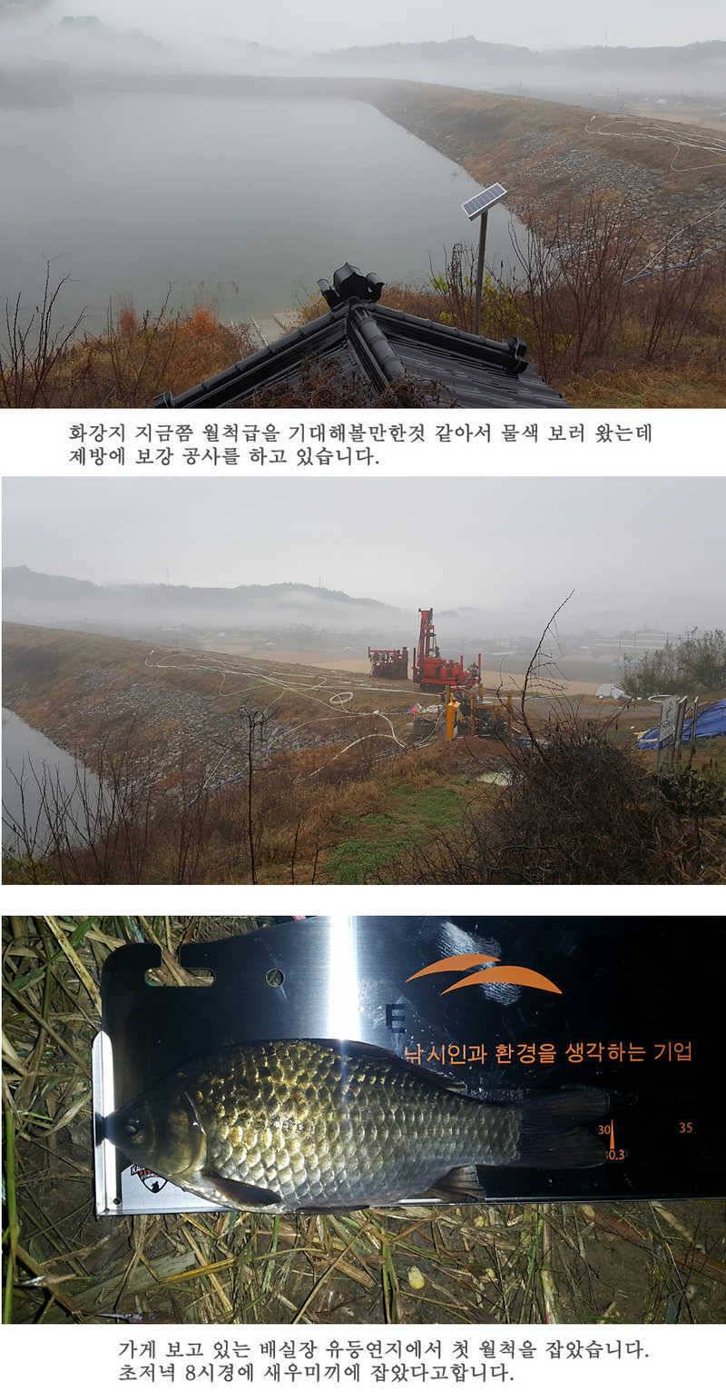 청도권46cm 조황이 살아나고 있습니다 (조황조행기 - 특파원조황)
