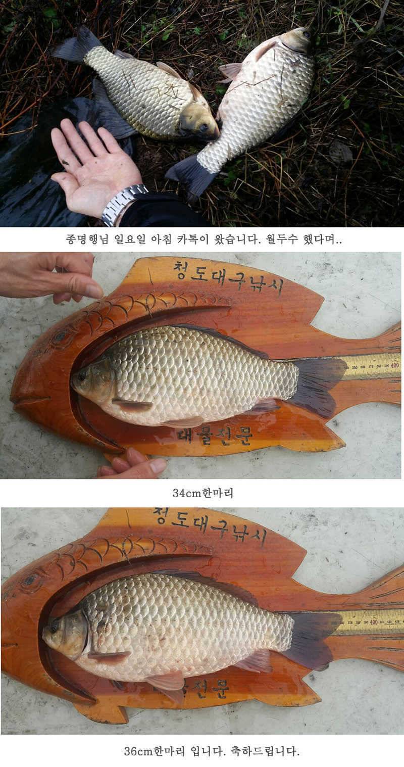 청도권46cm 조황이 살아나고 있습니다 (조황조행기 - 특파원조황)