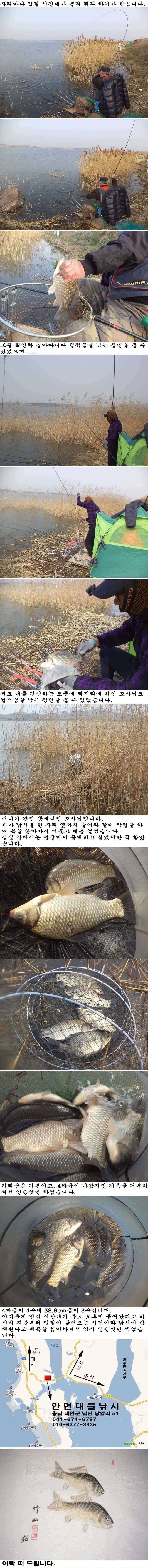 412 부남호 4짜급 대물붕어 마릿수 조황 (조황조행기 - 특파원조황)