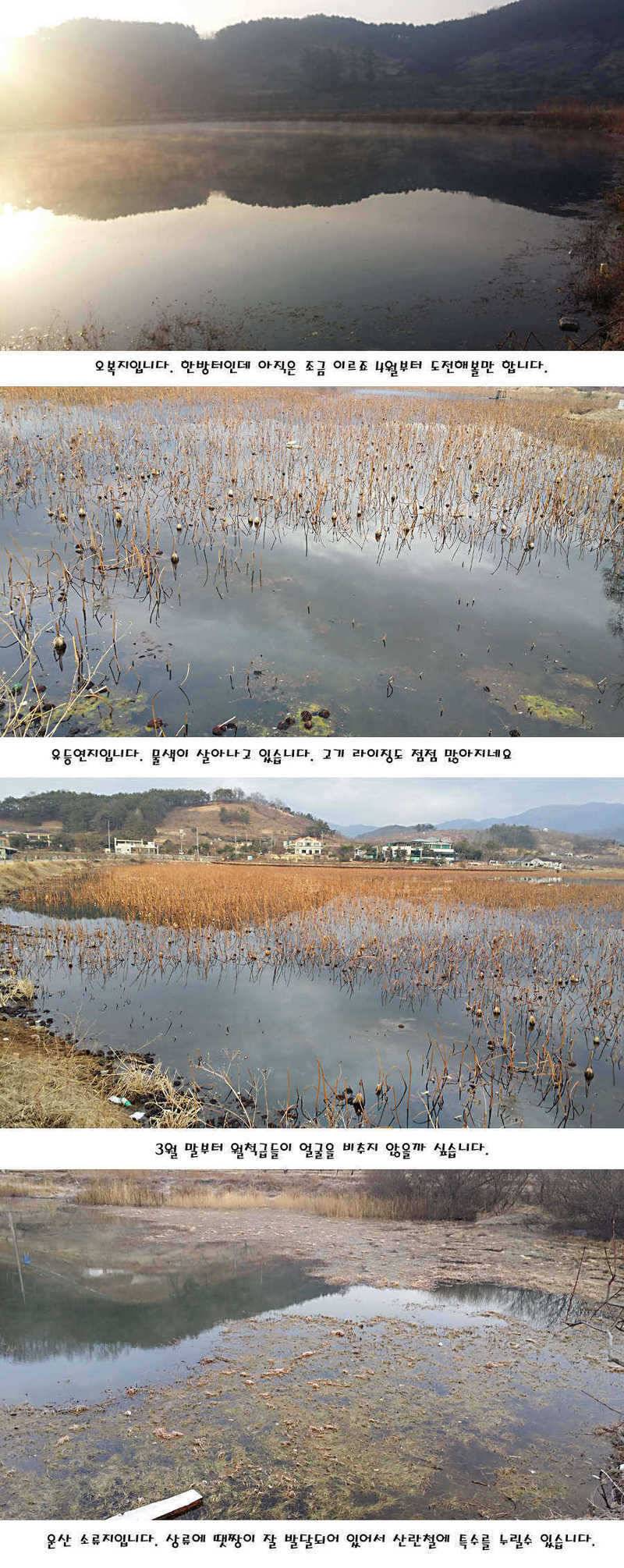 청도권 지난주 주중 조황정보 (조황조행기 - 특파원조황)