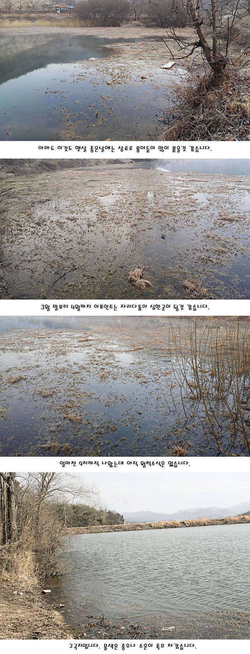 청도권 지난주 주중 조황정보 (조황조행기 - 특파원조황)