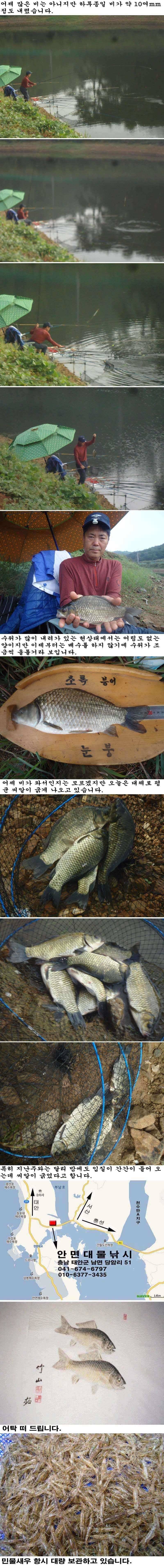 928 안면도권 저수지 주중 조황 (조황조행기 - 특파원조황)