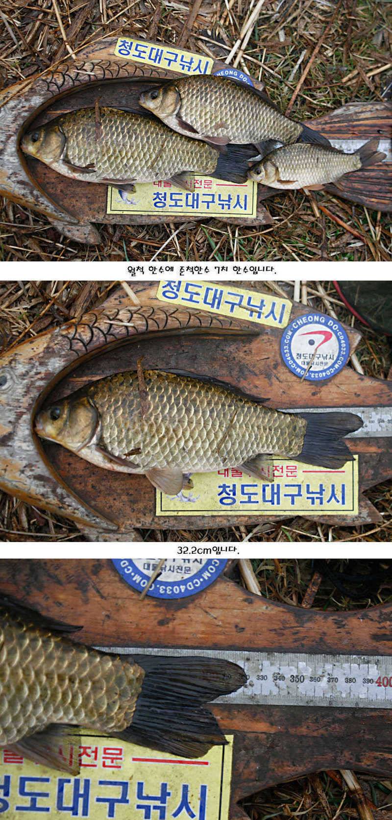 청도권 지난주 주중 조황정보 (조황조행기 - 특파원조황)