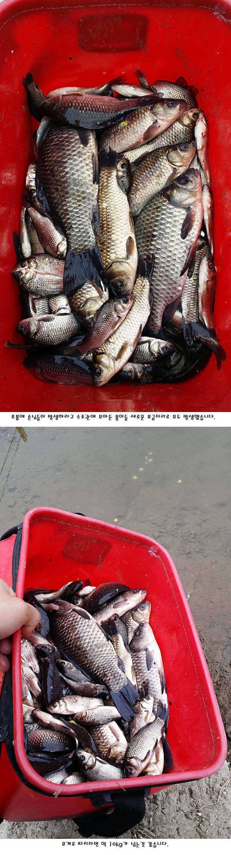 청도권 지난주 주중 조황정보 (조황조행기 - 특파원조황)