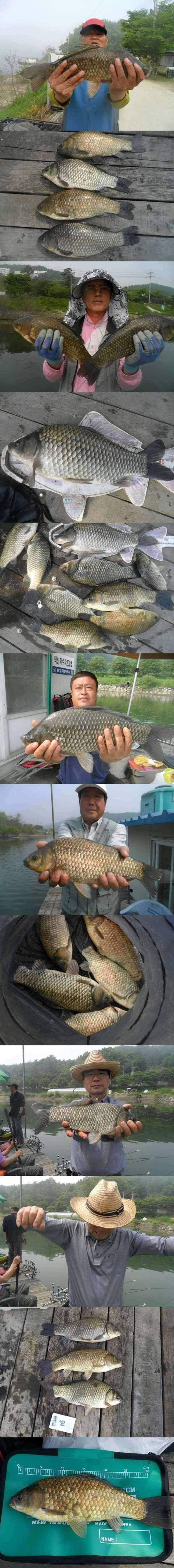 덕산지 4짜를 비롯한 대물들 (조황조행기 - 특파원조황)