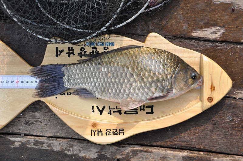 댐수위 안정되니 38cm 대물붕어가 나오네요 (조황조행기 - 특파원조황)