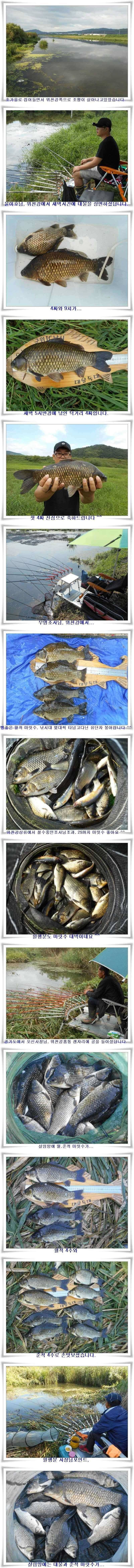 살아나는 위천강 초가을조황 (조황조행기 - 특파원조황)