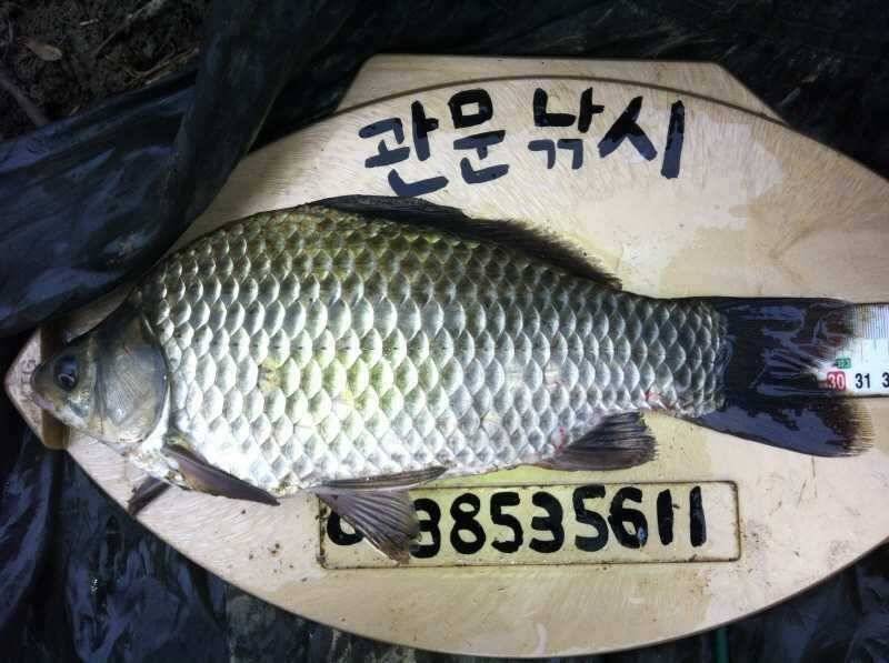 충주호 노지마릿수 조황 (조황조행기 - 특파원조황)