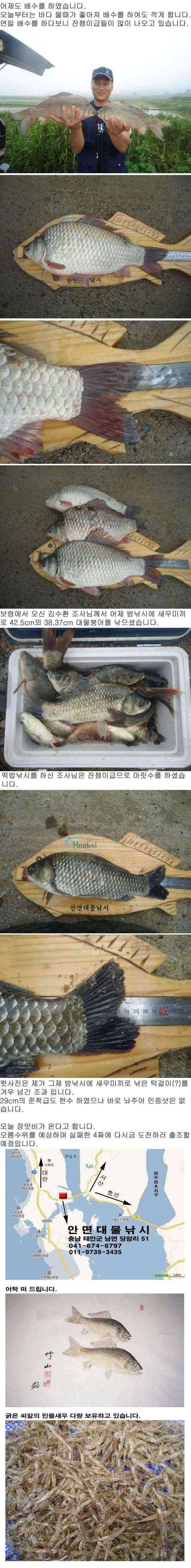 부남호 목요일 주중 조황 안내 (조황조행기 - 특파원조황)
