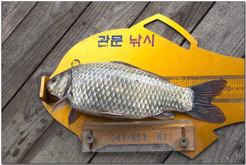 실리곡 사짜 대물 (조황조행기 - 특파원조황)
