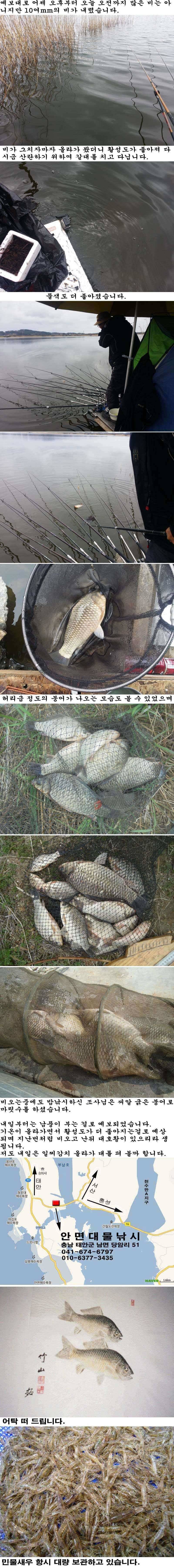 414 부남호 비온뒤의 조황 (조황조행기 - 특파원조황)