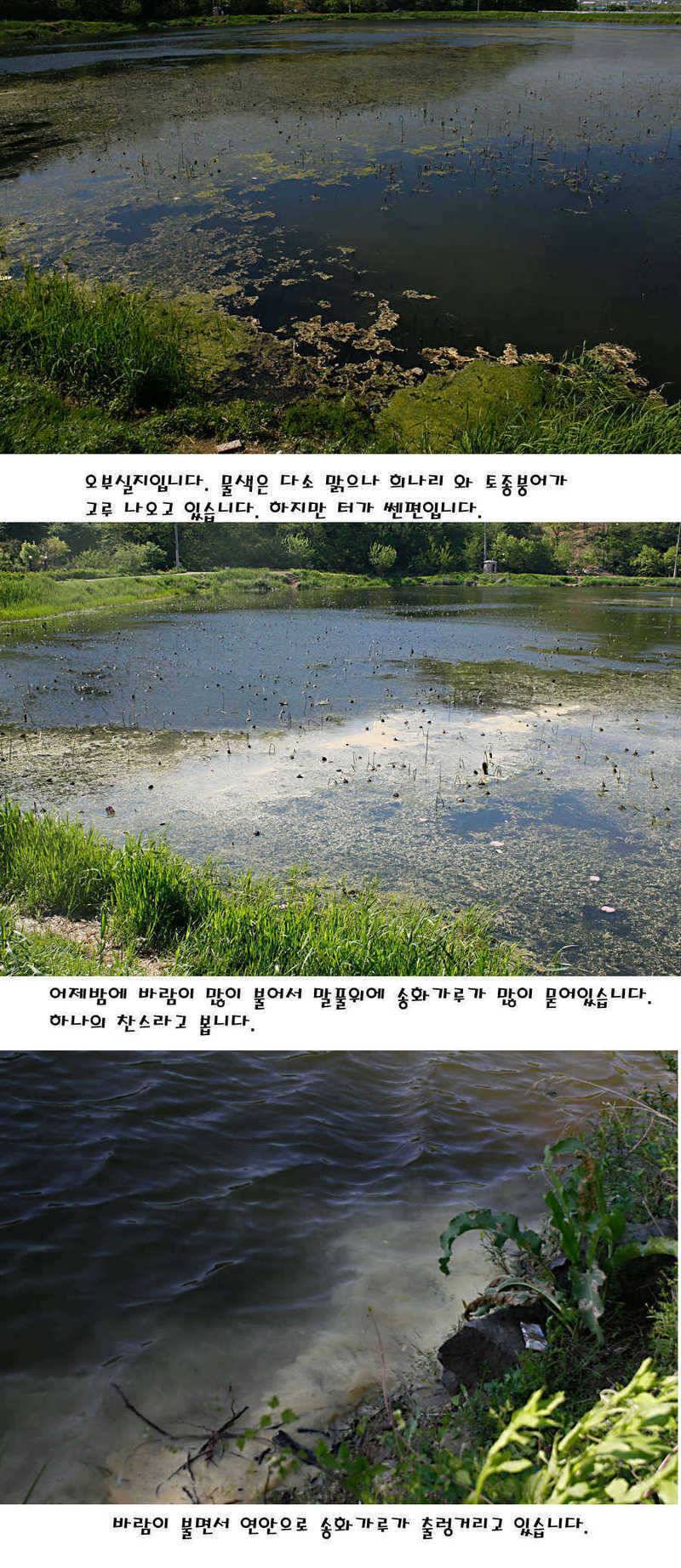 청도권 마릿수 대물 사짜 (조황조행기 - 특파원조황)