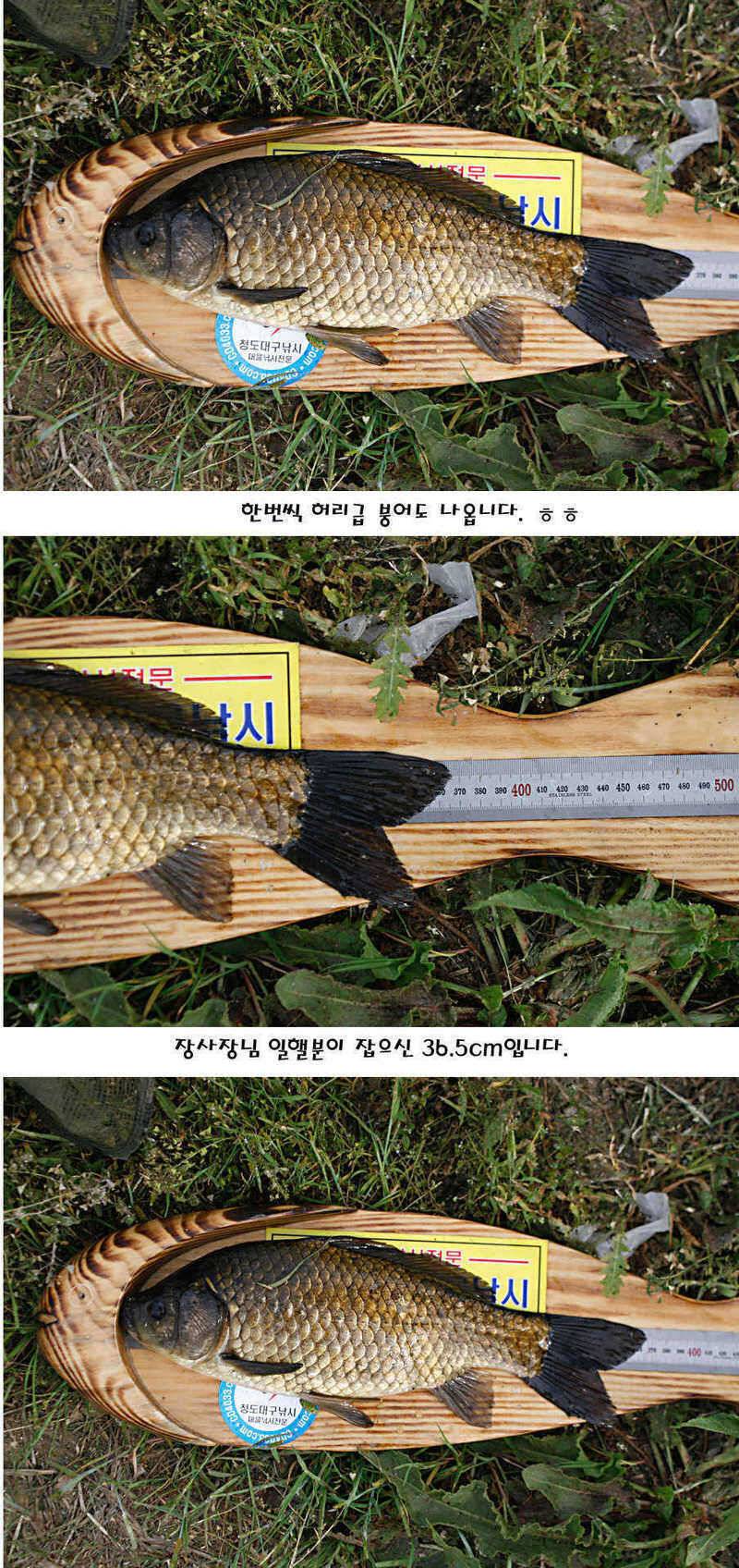 청도권 마릿수 대물 사짜 (조황조행기 - 특파원조황)