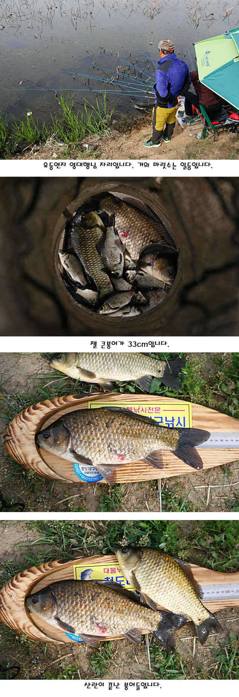 청도권 마릿수 대물 사짜 (조황조행기 - 특파원조황)