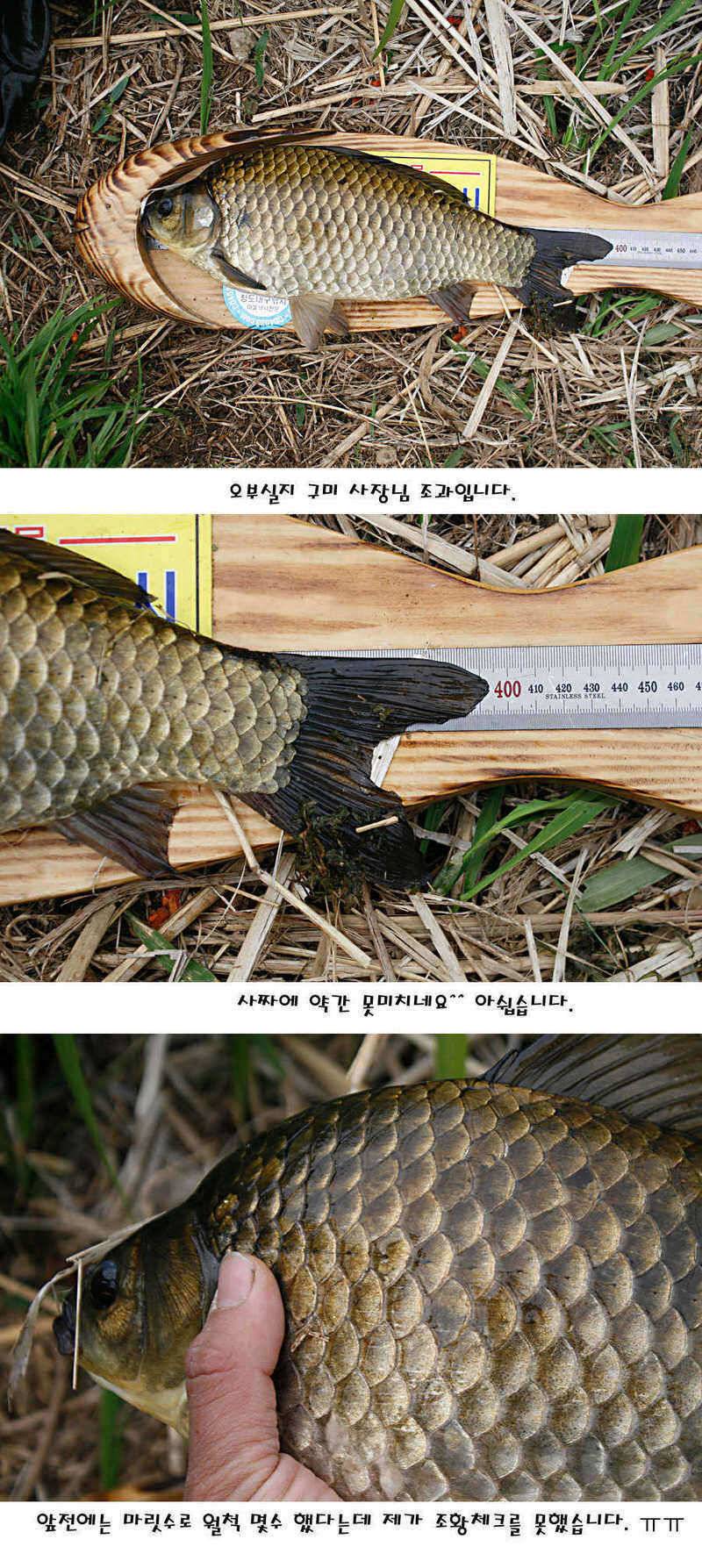 청도권 마릿수 대물 사짜 (조황조행기 - 특파원조황)