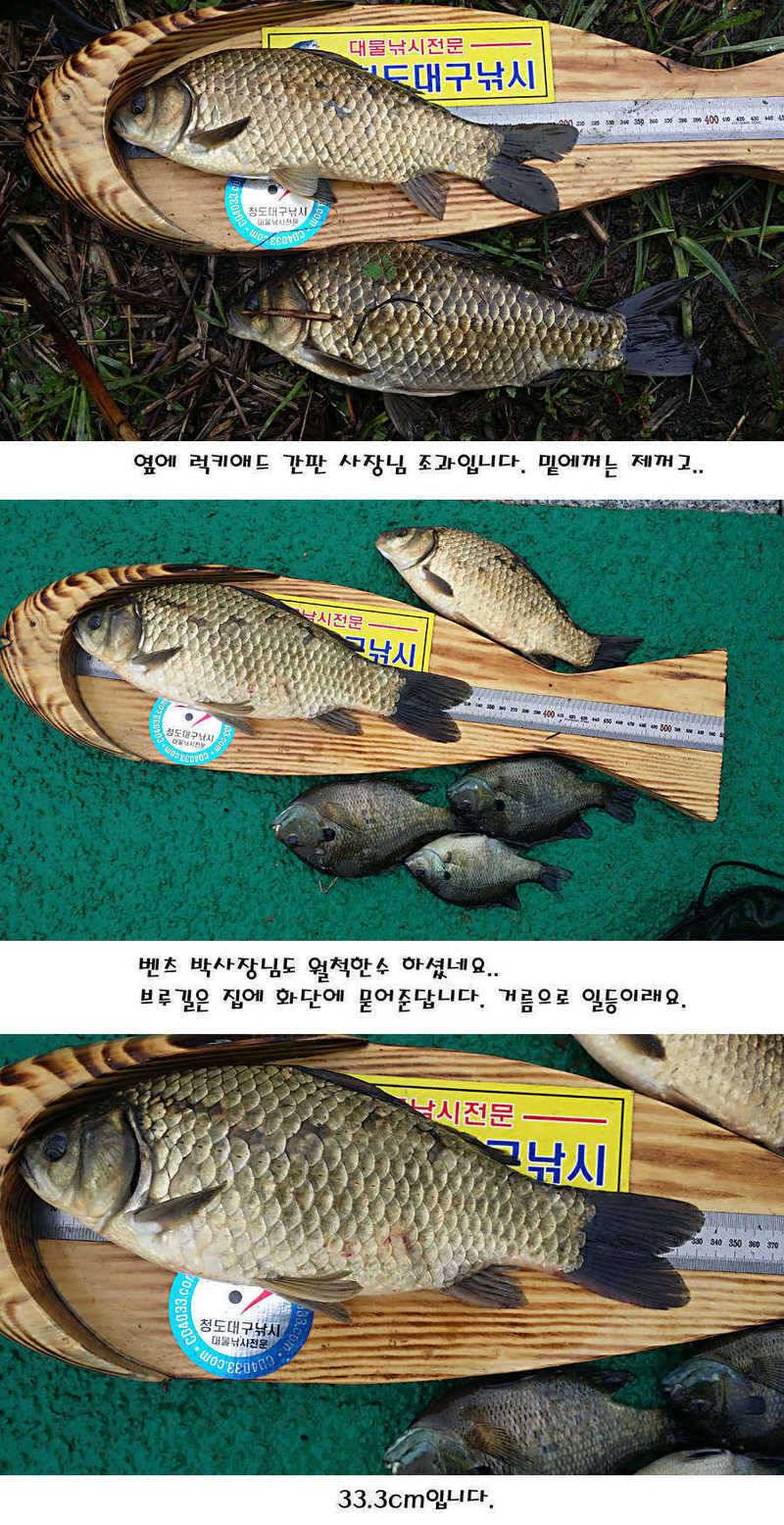 청도권 마릿수 대물 사짜 (조황조행기 - 특파원조황)