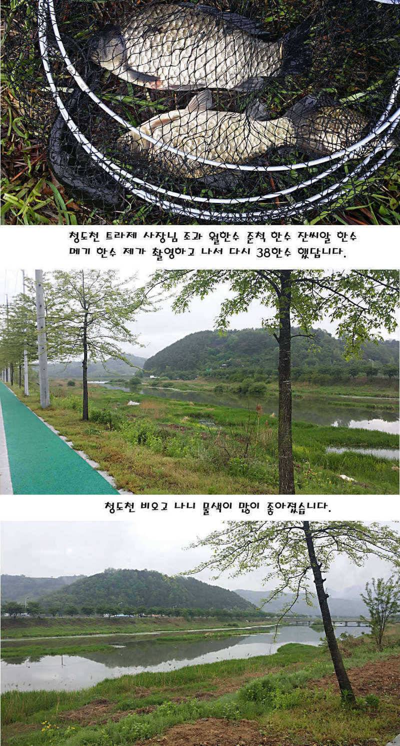 청도권 마릿수 대물 사짜 (조황조행기 - 특파원조황)