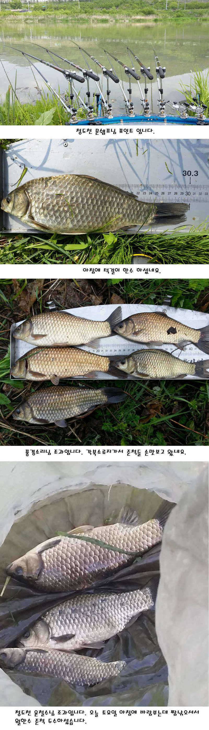청도권 마릿수 대물 사짜 (조황조행기 - 특파원조황)