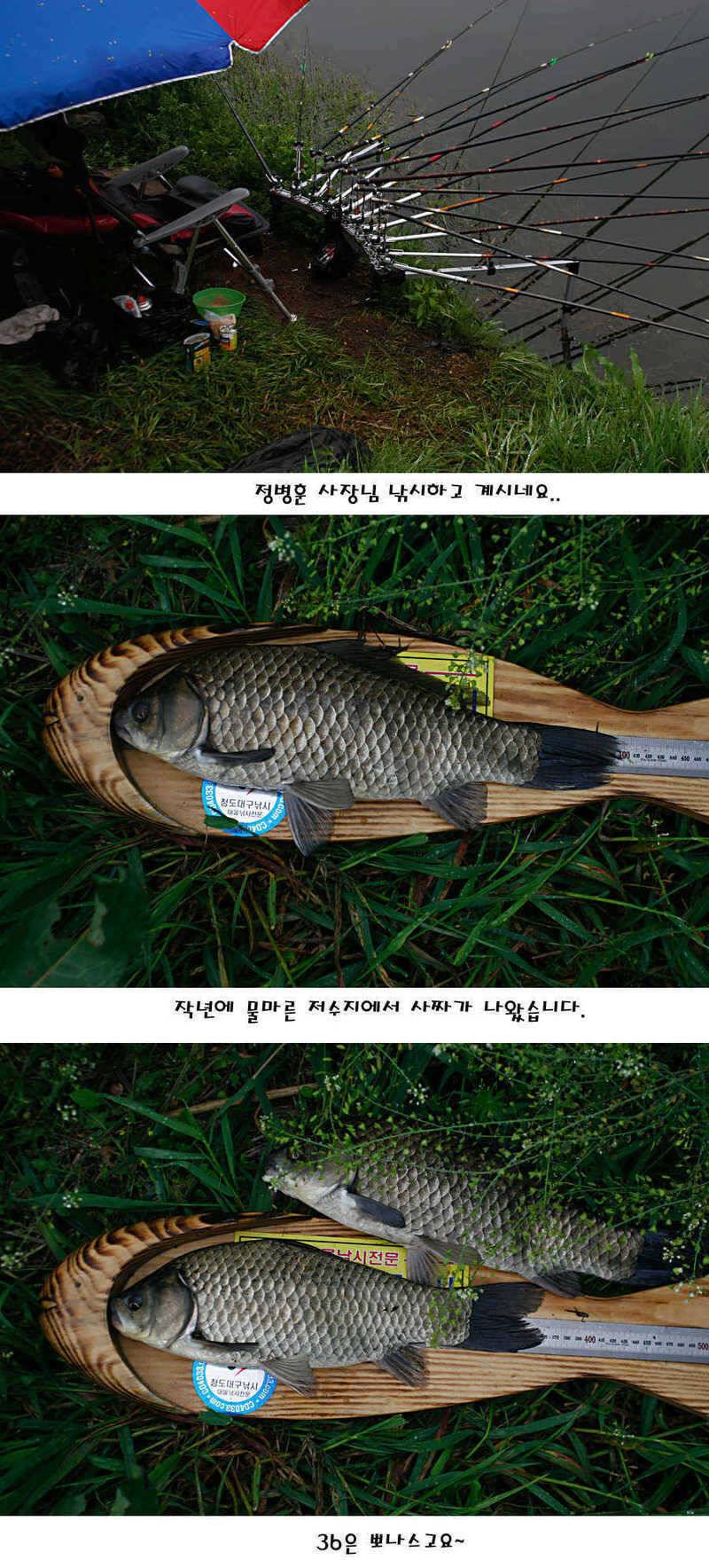 청도권 마릿수 대물 사짜 (조황조행기 - 특파원조황)