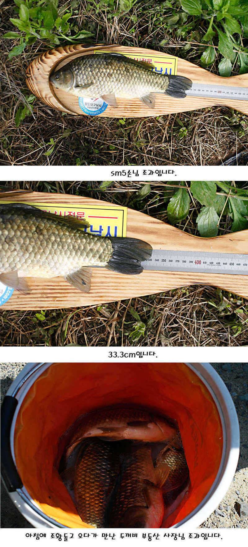 청도권 마릿수 대물 사짜 (조황조행기 - 특파원조황)