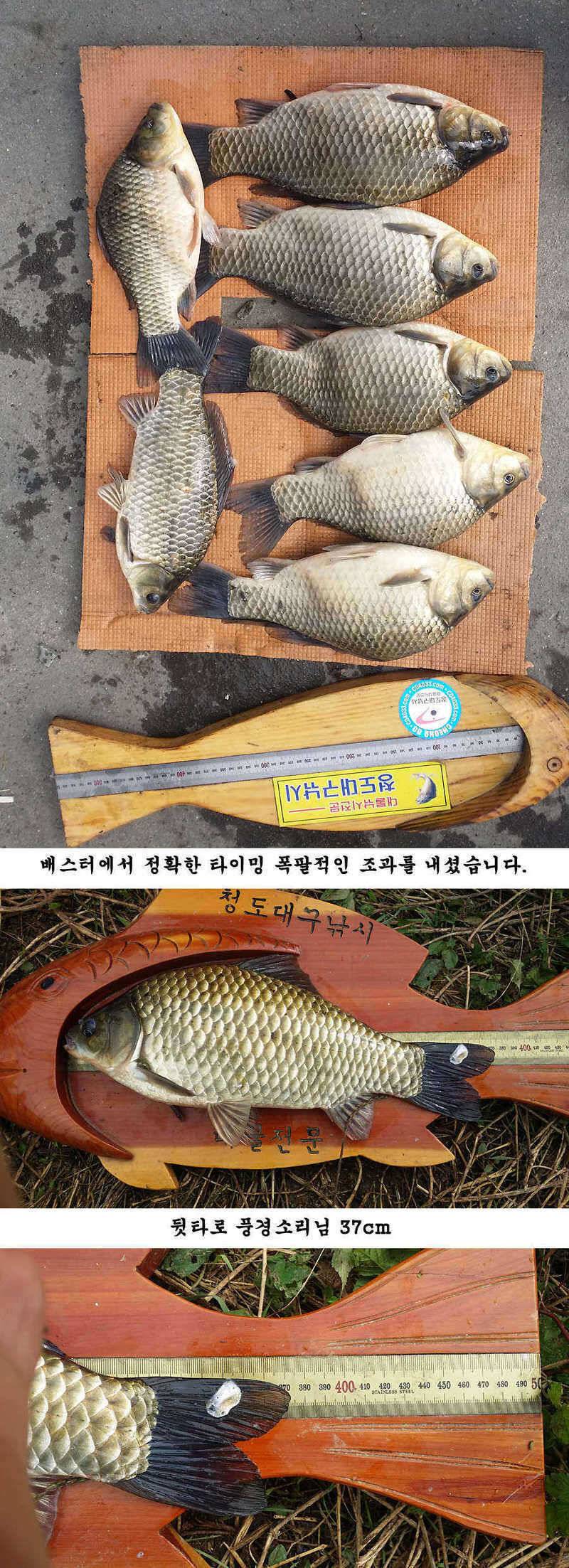 청도권 지난주 조황 대물 홍수 (조황조행기 - 특파원조황)
