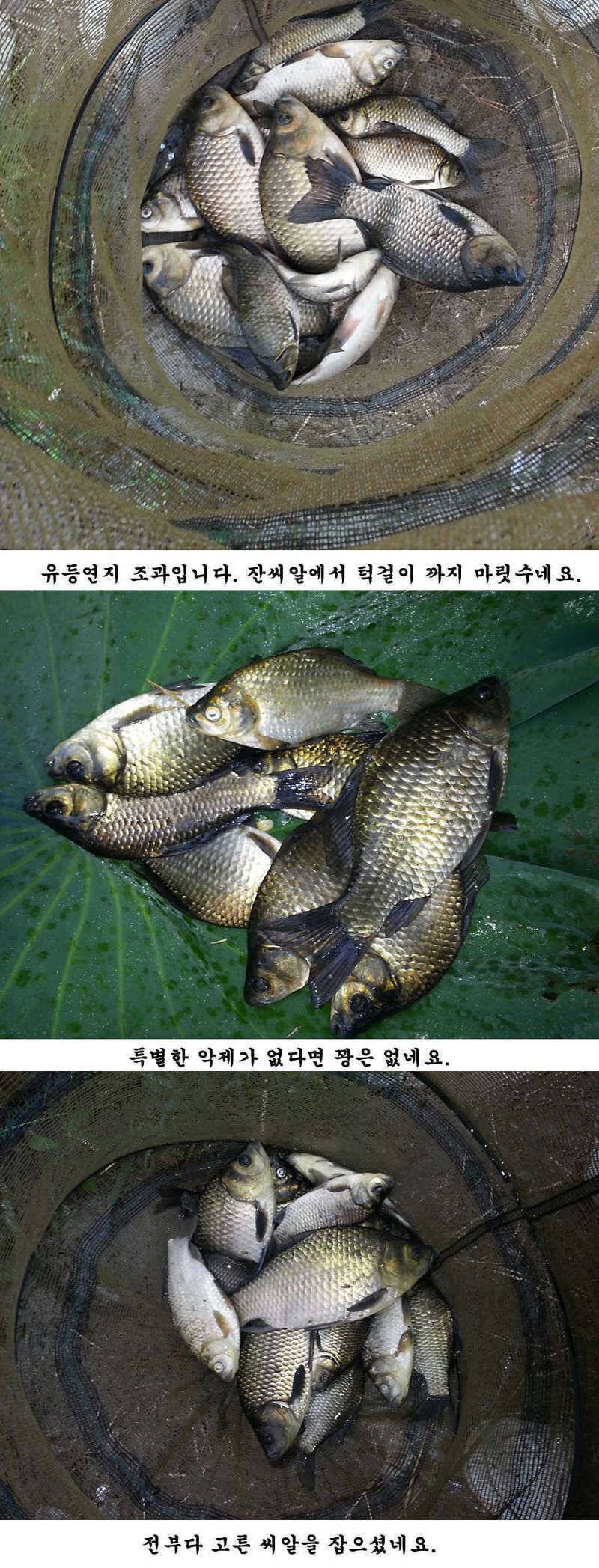청도권 지난주 조황 대물 홍수 (조황조행기 - 특파원조황)