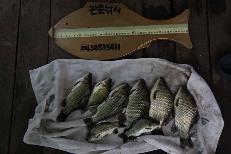 충주호 가을낚시 시즌이 돌아오고 있습니다 (조황조행기 - 특파원조황)