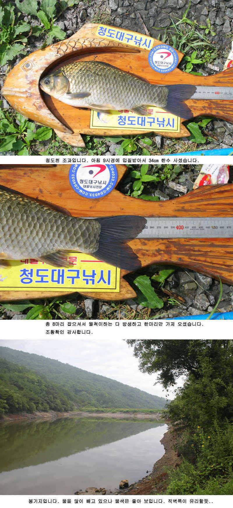 청도권 주중 조황정보 (조황조행기 - 특파원조황)