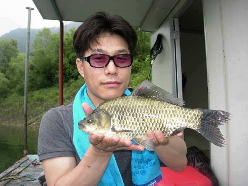 충주호 노지신매 병호낚시터 조황 (조황조행기 - 특파원조황)