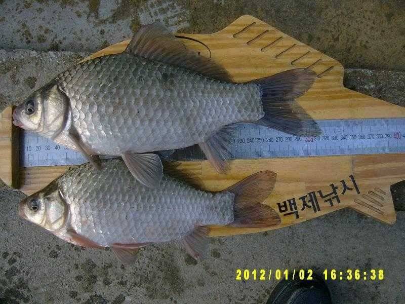 부여권 얼음낚시 조황 (조황조행기 - 특파원조황)
