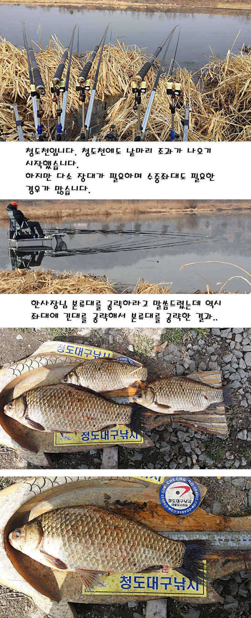 청도권 주중 조황정보 (조황조행기 - 특파원조황)