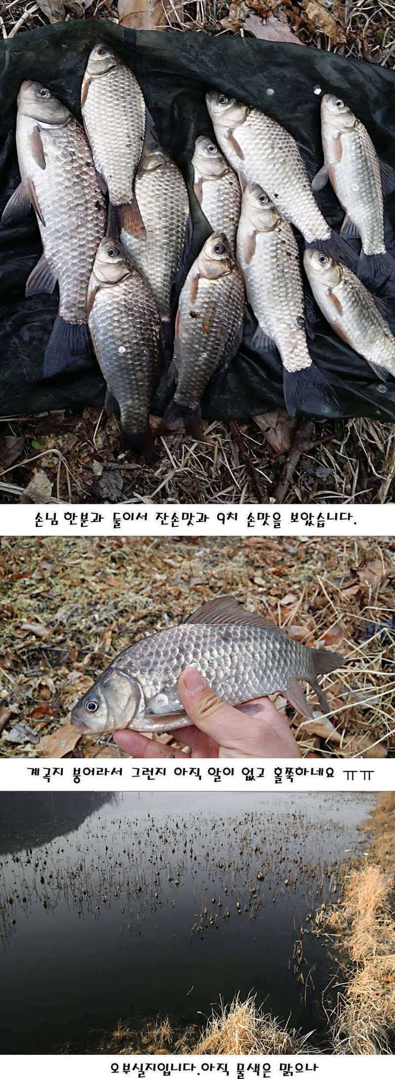 청도권 주중 조황정보 (조황조행기 - 특파원조황)