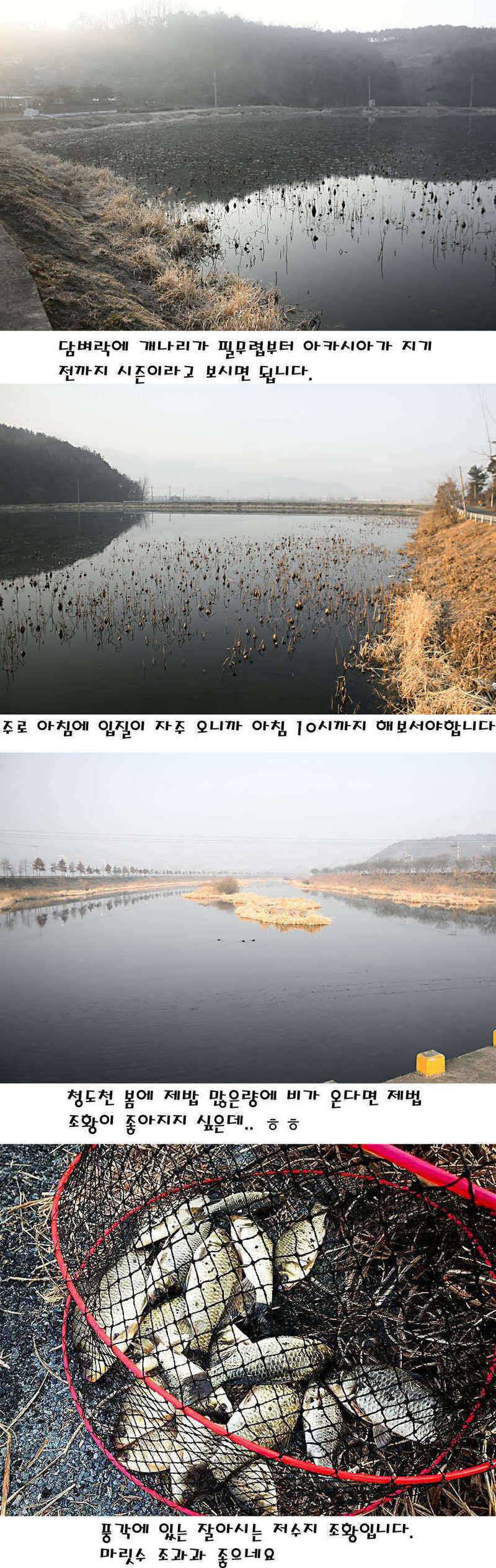 청도권 주중 조황정보 (조황조행기 - 특파원조황)