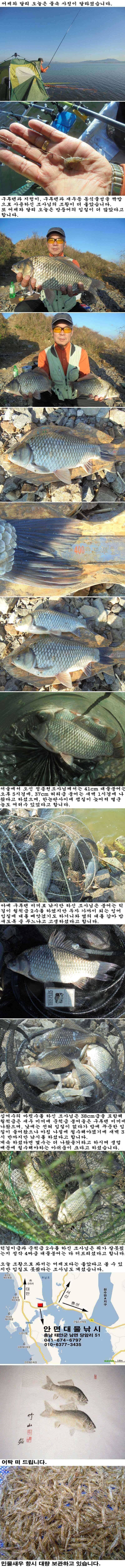115 부남호 41cm 대물붕어 및 마릿수 조황 (조황조행기 - 특파원조황)