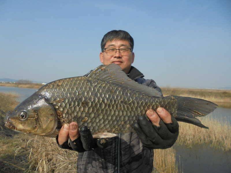 44 부남호 43cm 42cm 대물붕어 조황 (조황조행기 - 특파원조황)