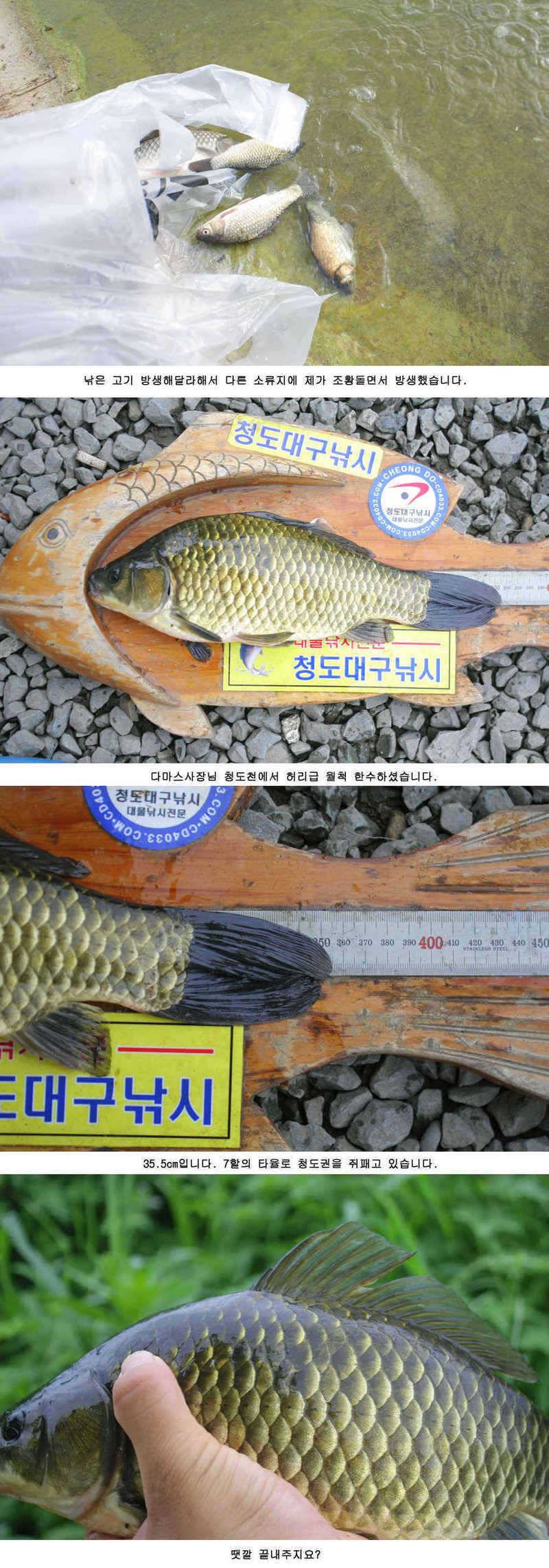 청도권 주중 조황정보 (조황조행기 - 특파원조황)