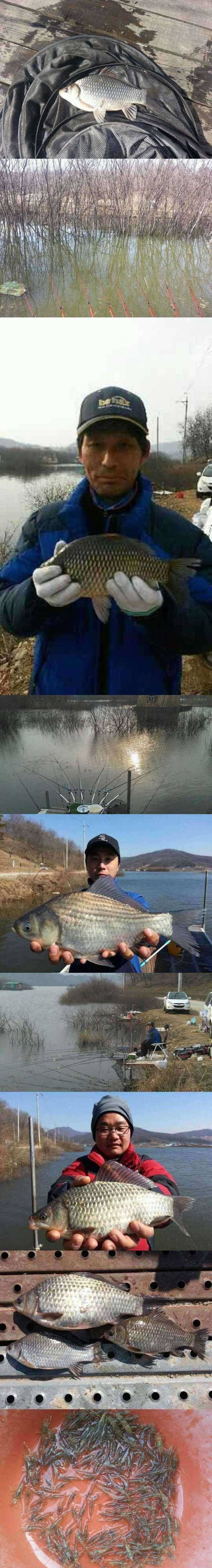 고삼지 드디어 떡붕어가 올라왔습니다 (조황조행기 - 특파원조황)