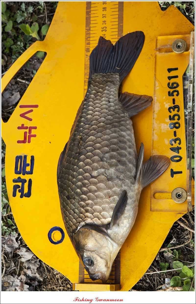 충주권 노지화곡지칠성지 조황 (조황조행기 - 특파원조황)