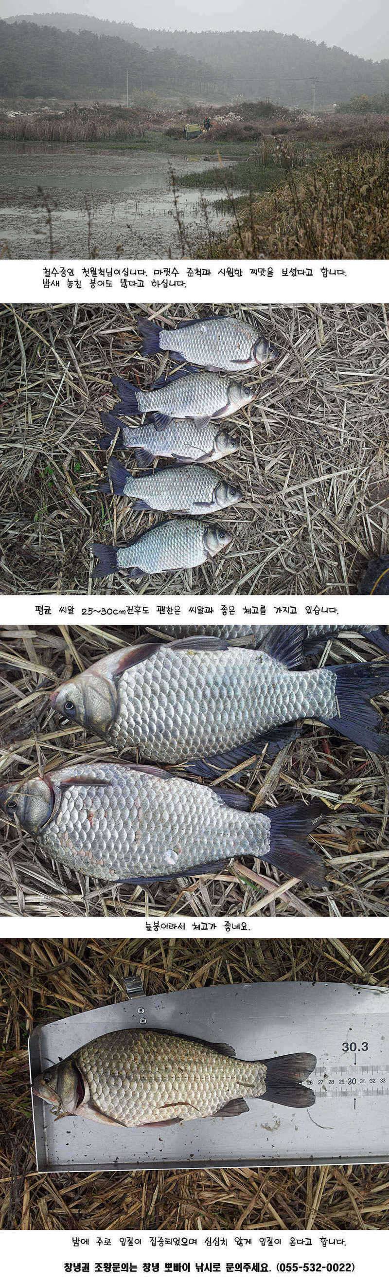 청도권 392cm 및 주중 조황정보 (조황조행기 - 특파원조황)