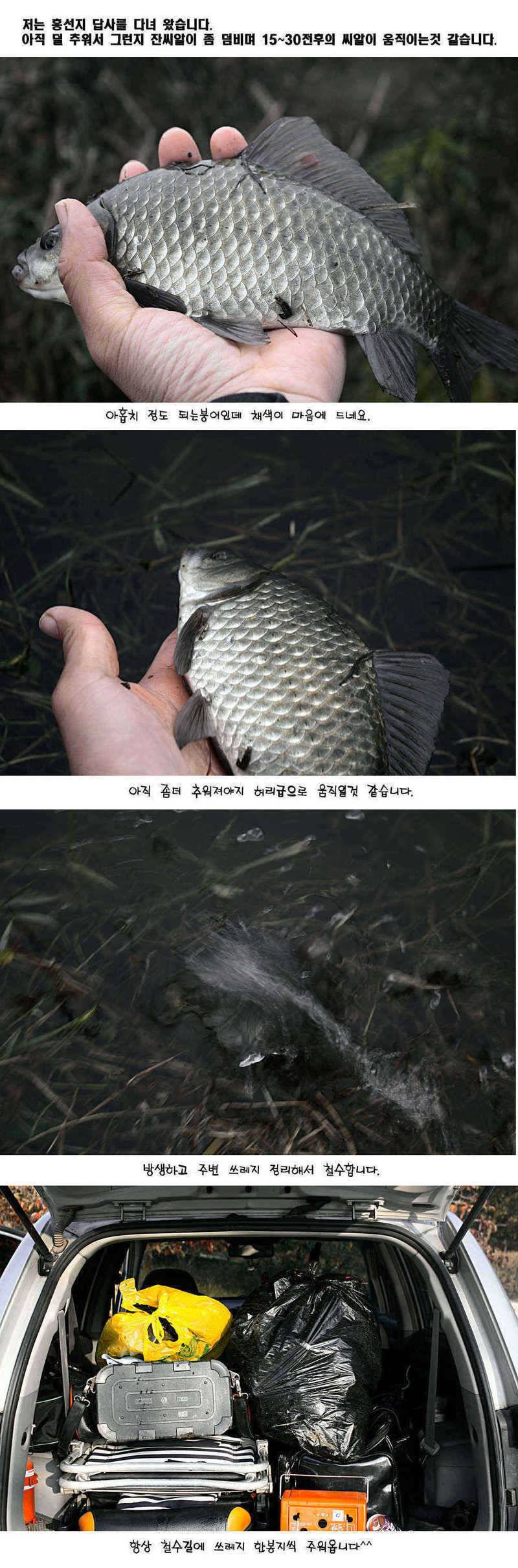 청도권 392cm 및 주중 조황정보 (조황조행기 - 특파원조황)