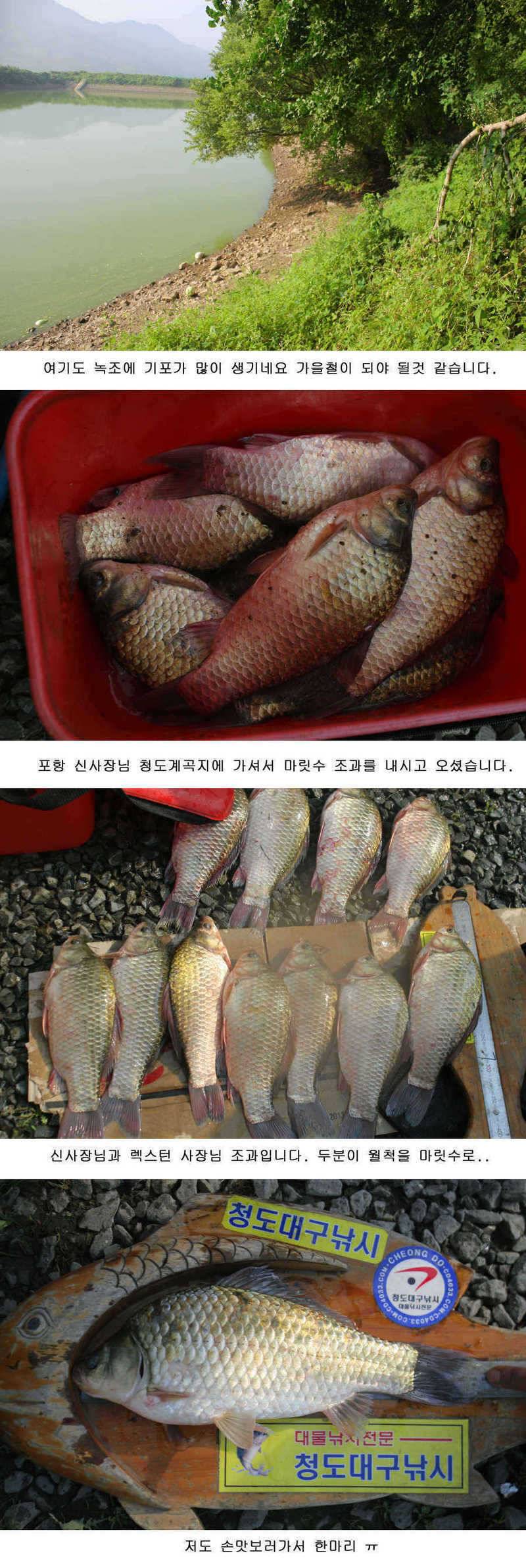 청도권 지난주중 주말 조황 (조황조행기 - 특파원조황)