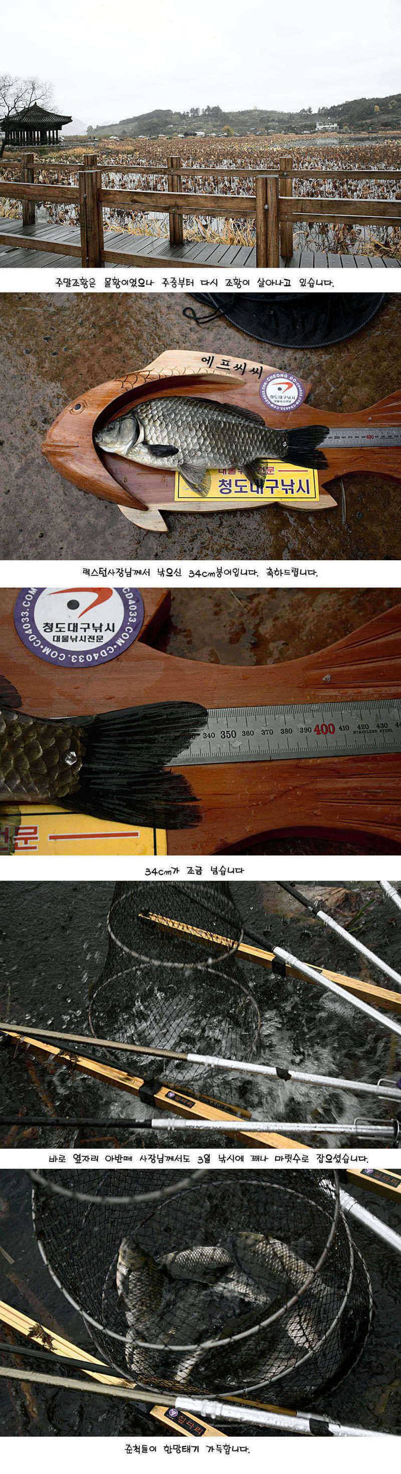 청도권 392cm 및 주중 조황정보 (조황조행기 - 특파원조황)