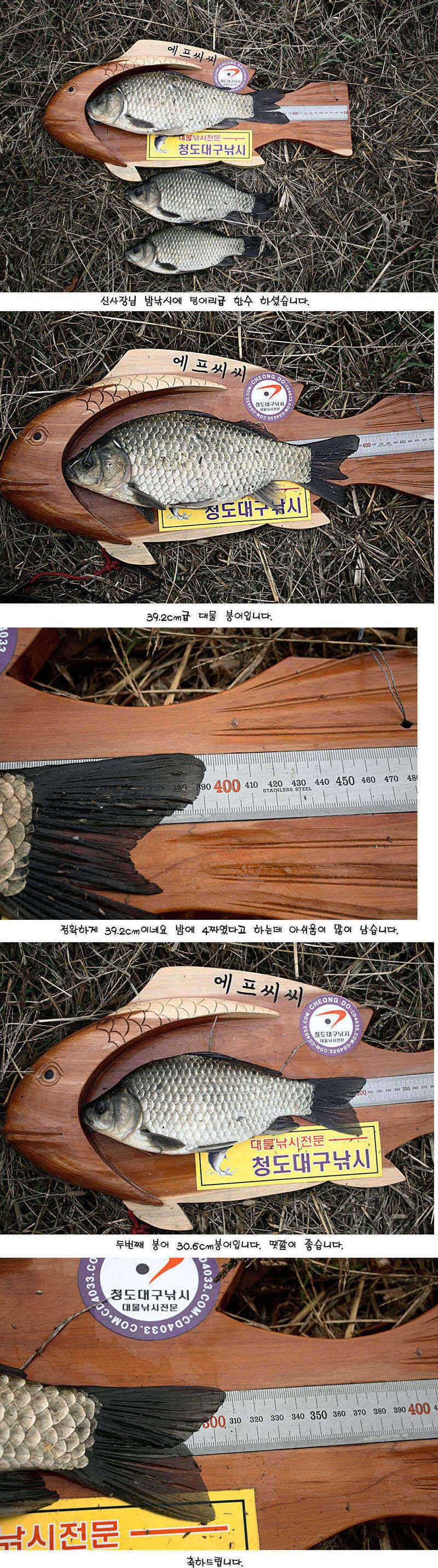 청도권 392cm 및 주중 조황정보 (조황조행기 - 특파원조황)