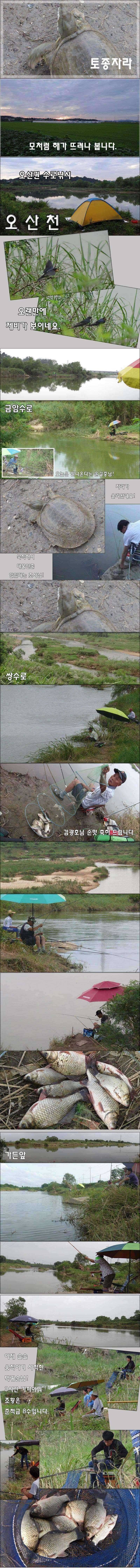 꿈틀대는 오산권 수로 붕어들 (조황조행기 - 특파원조황)