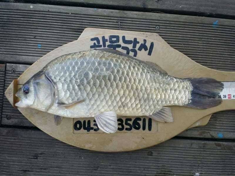 충주호 신매낚시터 약39cm급 가을 대물붕어 (조황조행기 - 특파원조황)