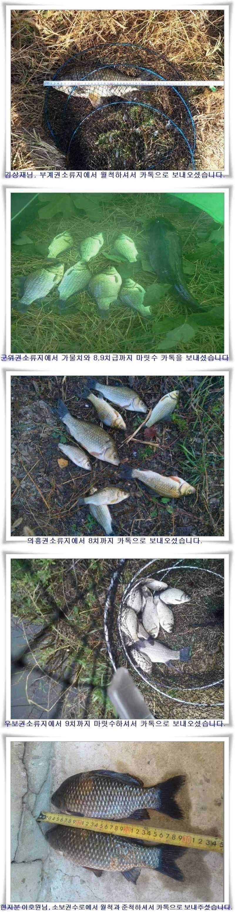 곳곳에서 대물 월척이 (조황조행기 - 특파원조황)