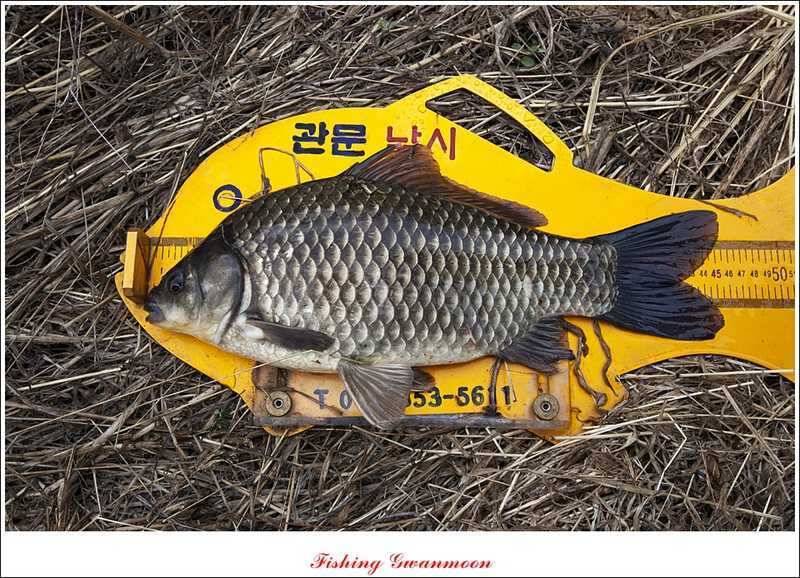 추평지 대물강붕어 대물 (조황조행기 - 특파원조황)