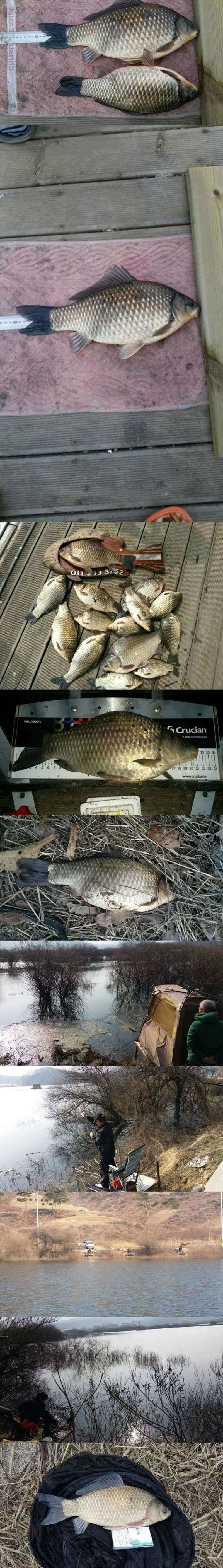 고삼지 산란과 함께 4짜와 대박 그리고 쪽박 (조황조행기 - 특파원조황)
