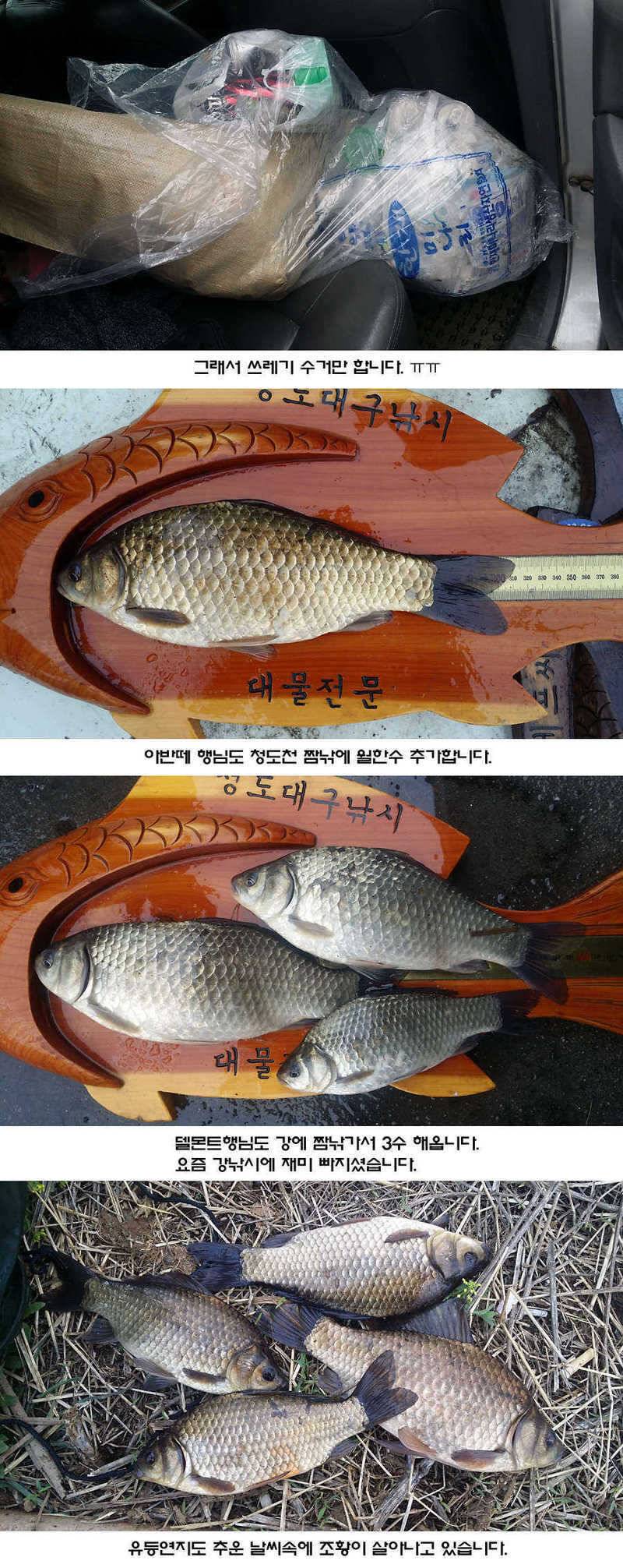 청도권 지난주 조황입니다 (조황조행기 - 특파원조황)