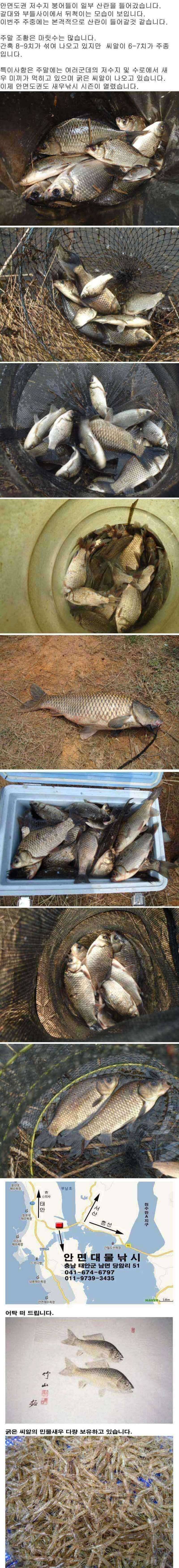 안면도권 저수지 및 수로 주말 조황 안내 (조황조행기 - 특파원조황)
